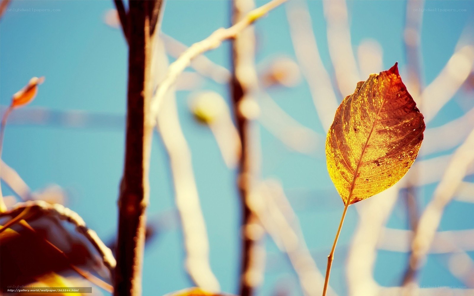 Autumn leaf against blue sky