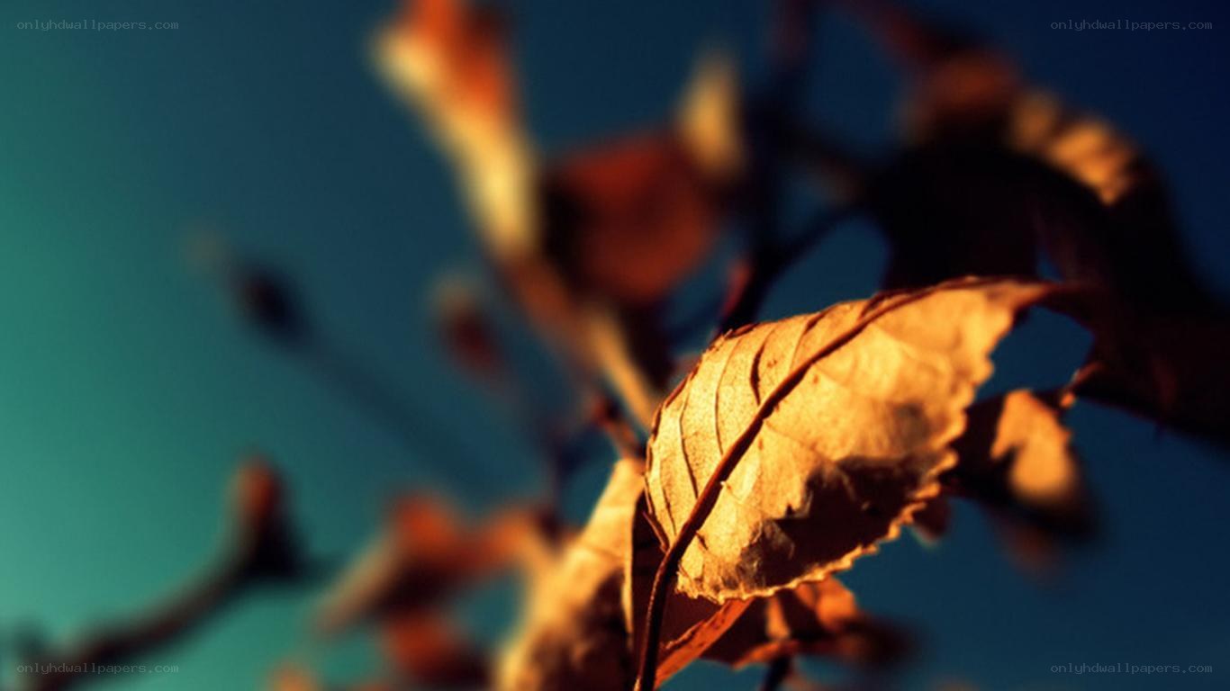 autumn leaf against blue sky