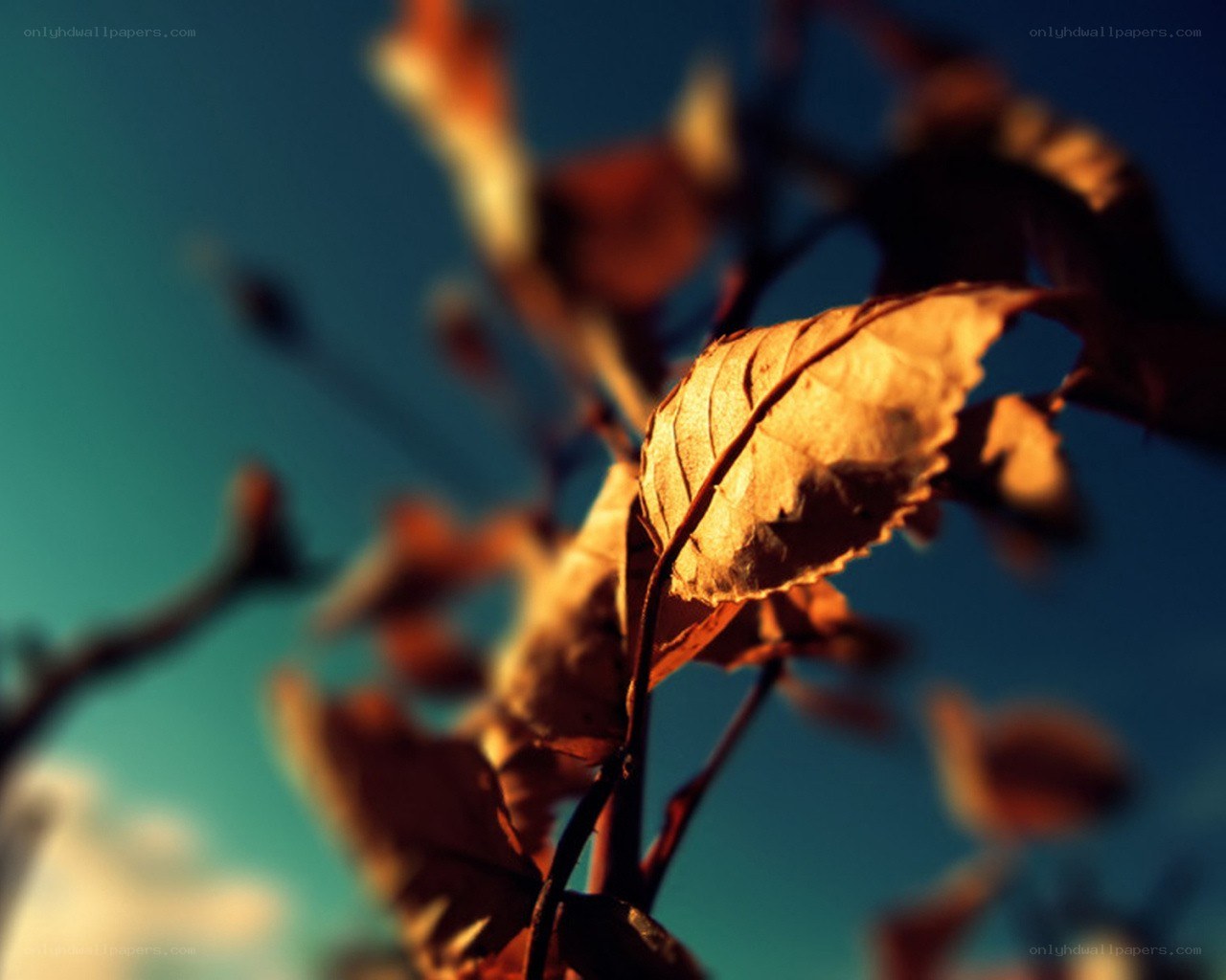 autumn leaf against blue sky