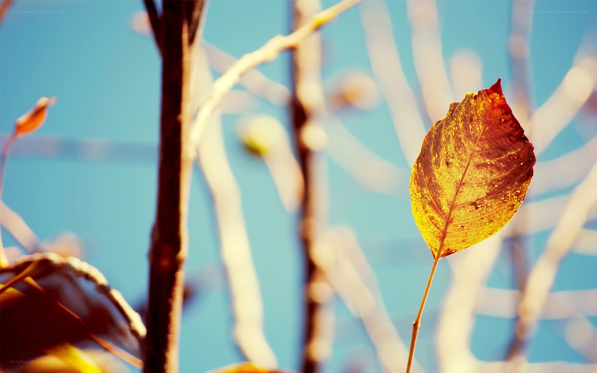 autumn leaf against blue sky