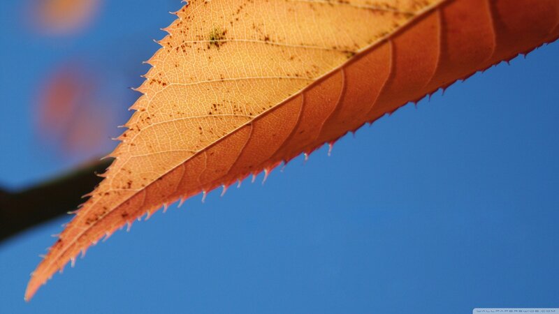 Autumn Leaf Against Blue Sky — Orange, Serene