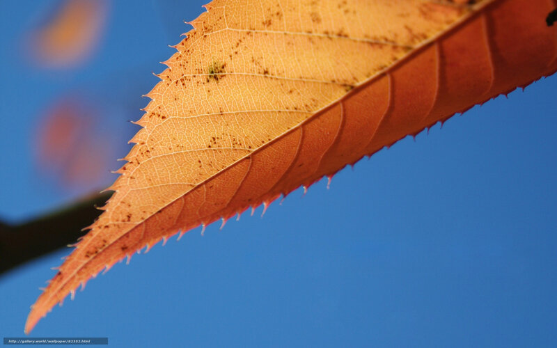 Autumn Leaf Against Blue Sky — Orange