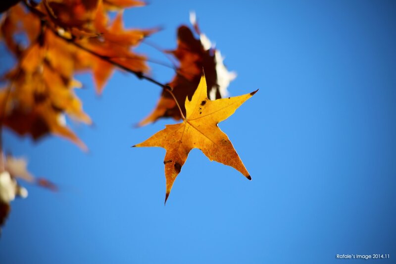 Autumn Leaf Against Blue Sky — Serene, Photograph