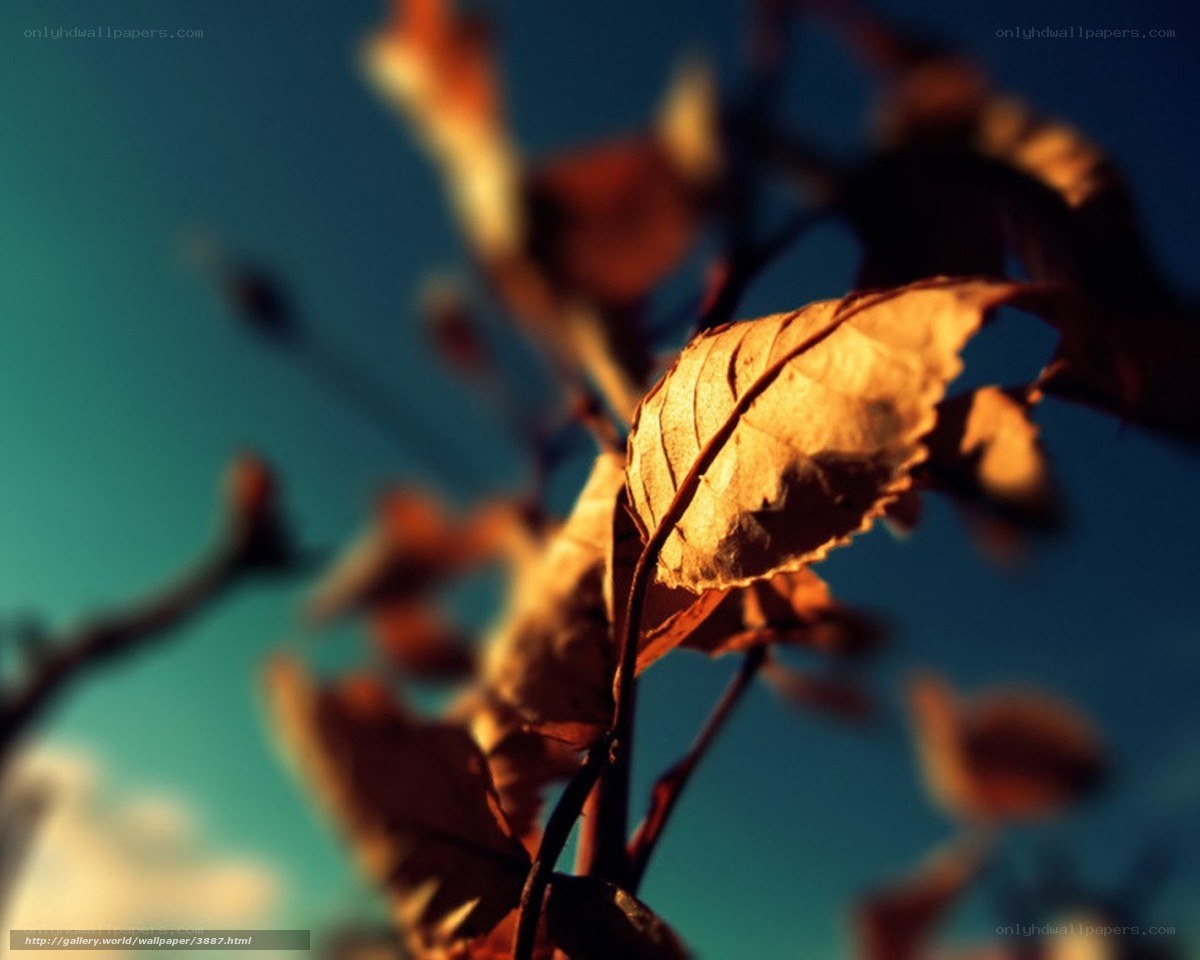 Autumn leaf against blue sky