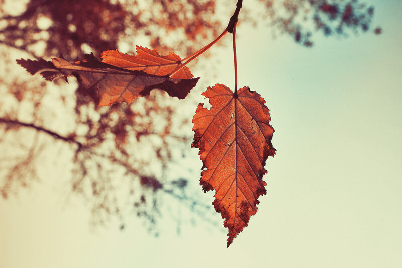 autumn leaf against sky