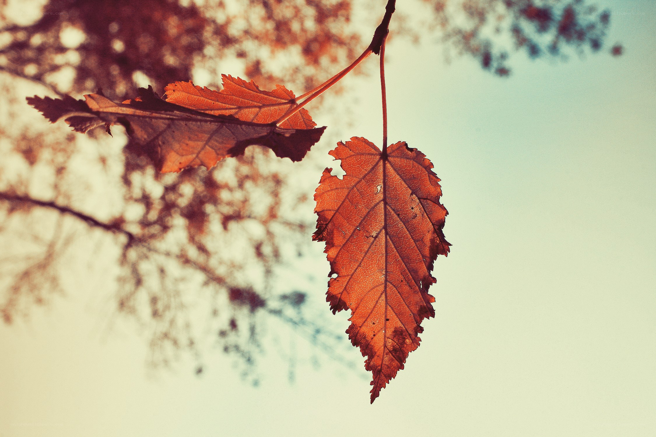 autumn leaf against sky