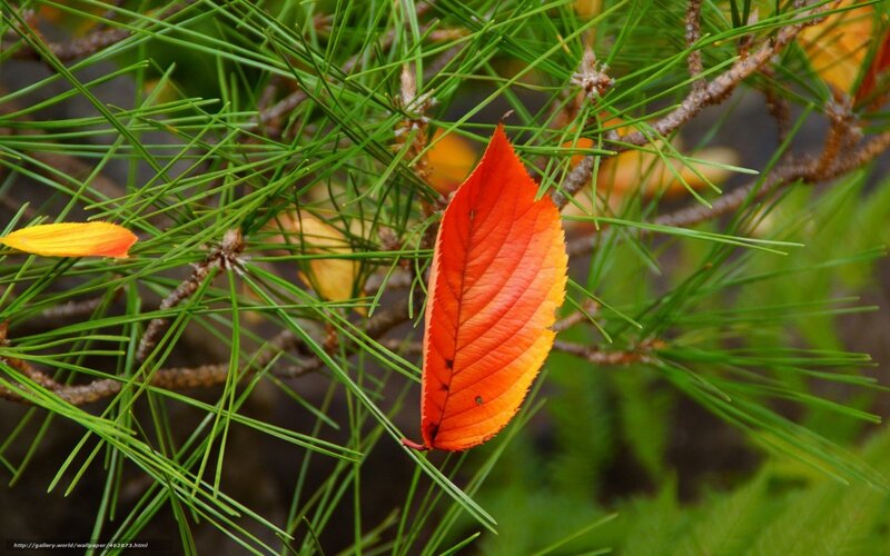 Autumn leaf among pine needles