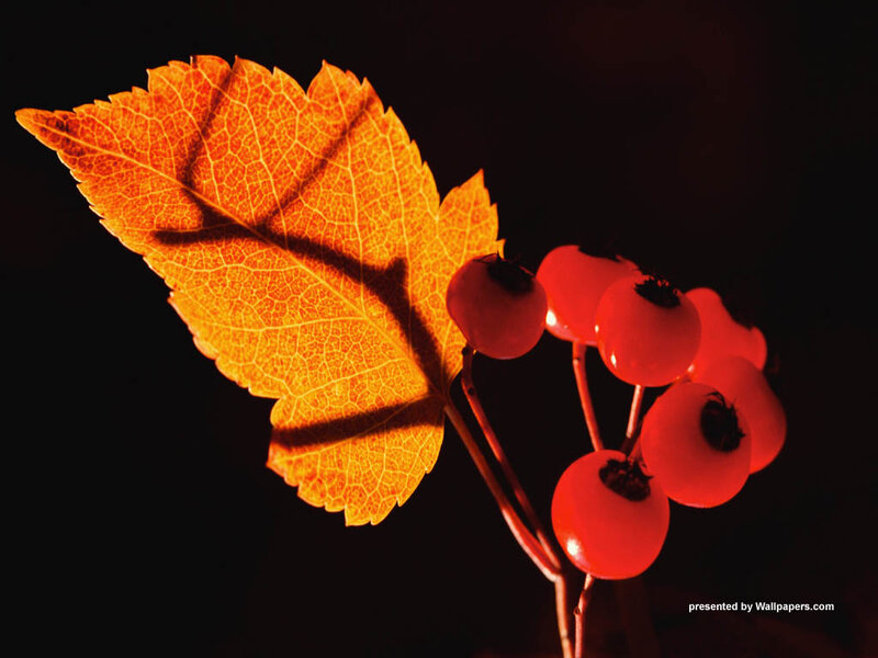Autumn Leaf and Berries — Orange