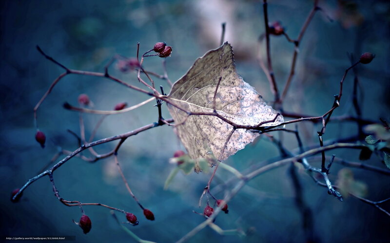 Autumn leaf and berries