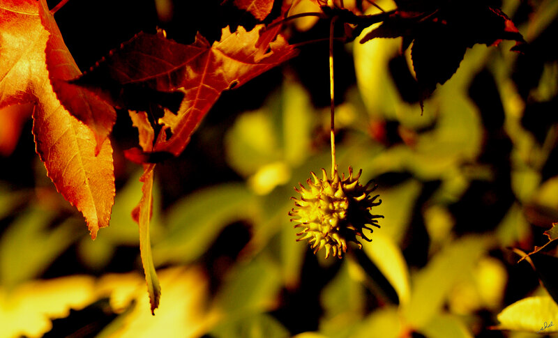 Autumn leaf and seed pod