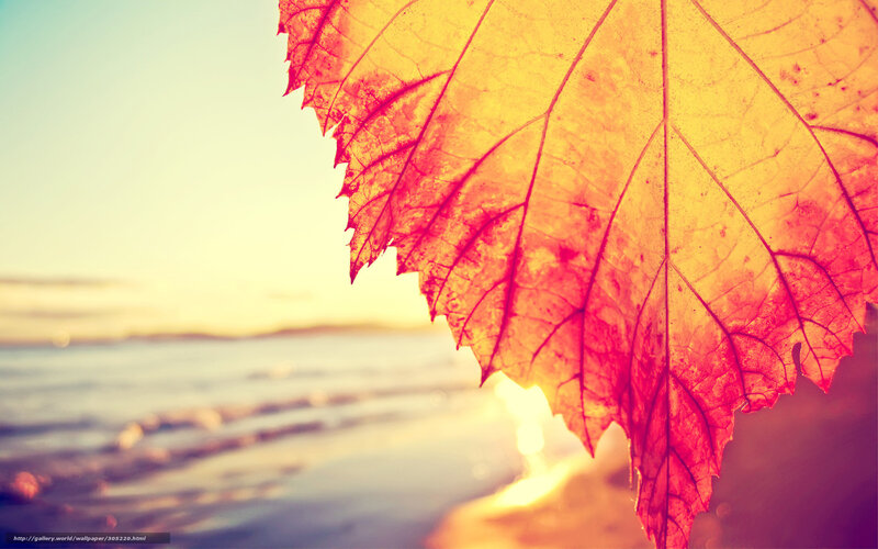 Autumn Leaf at Beach — Yellow, Serene, Sunset