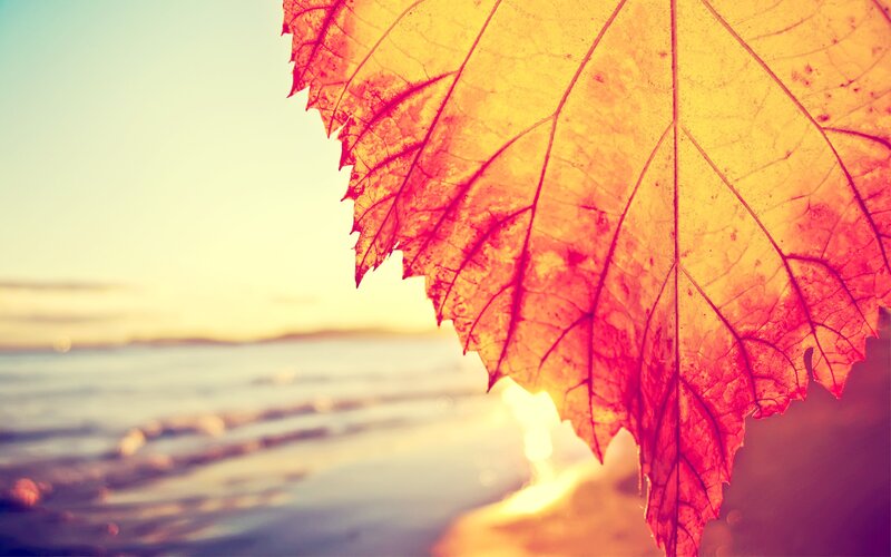 Autumn Leaf at Beach — Yellow