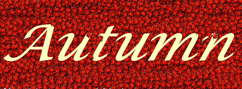 Autumn leaf background