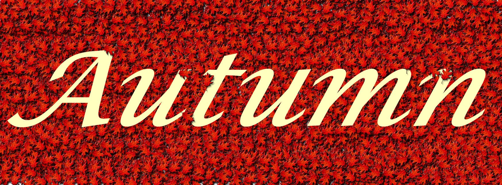 Autumn leaf background