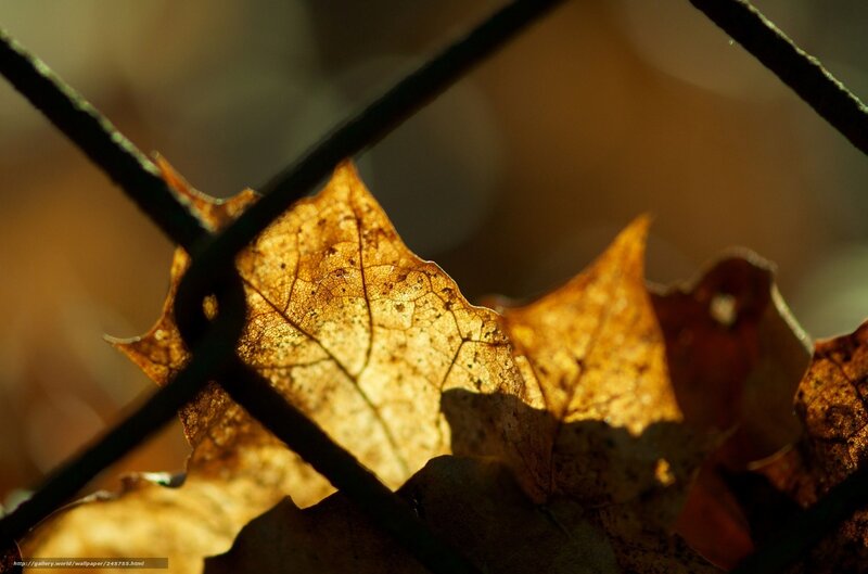 Autumn leaf behind fence