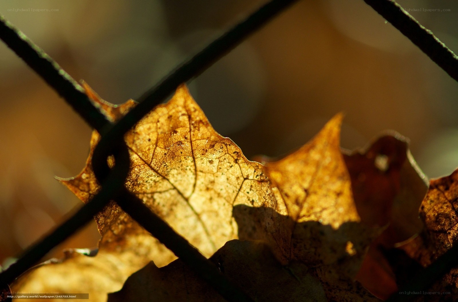 Autumn leaf behind fence