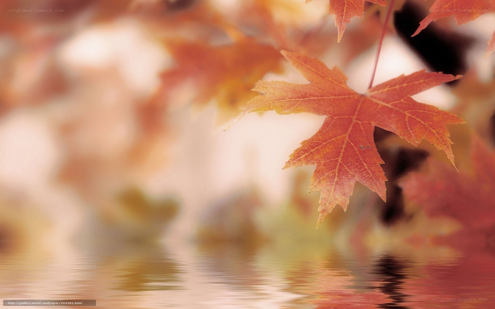 Autumn leaf by water