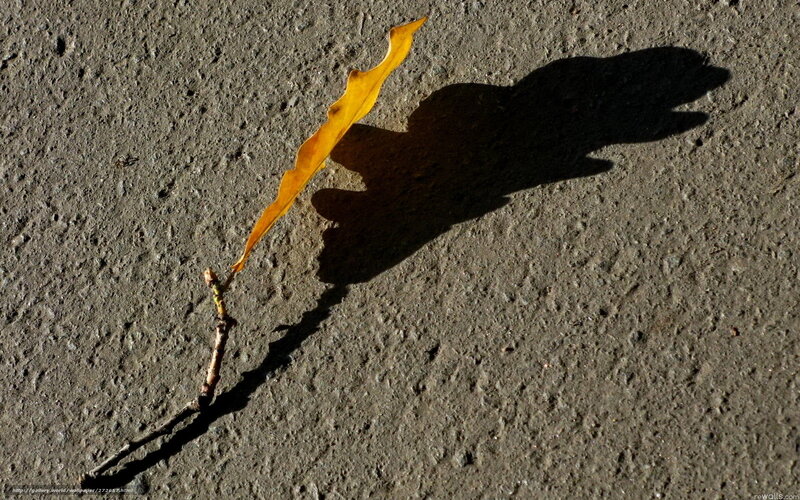 Autumn leaf casting a shadow