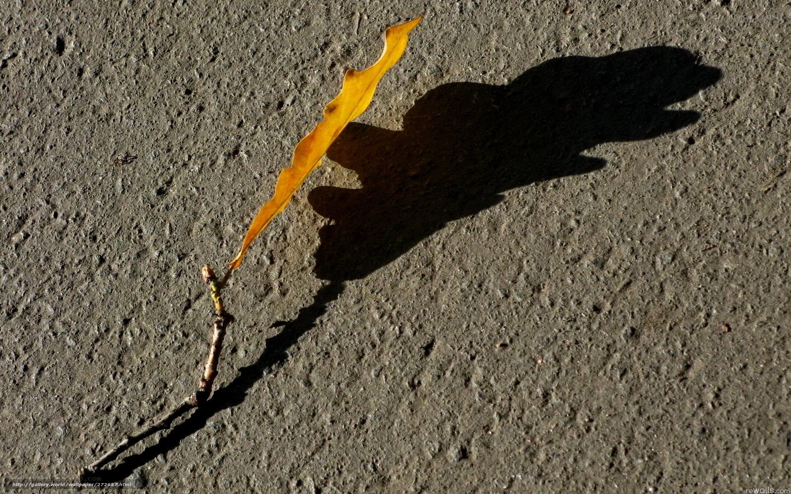 Autumn leaf casting a shadow