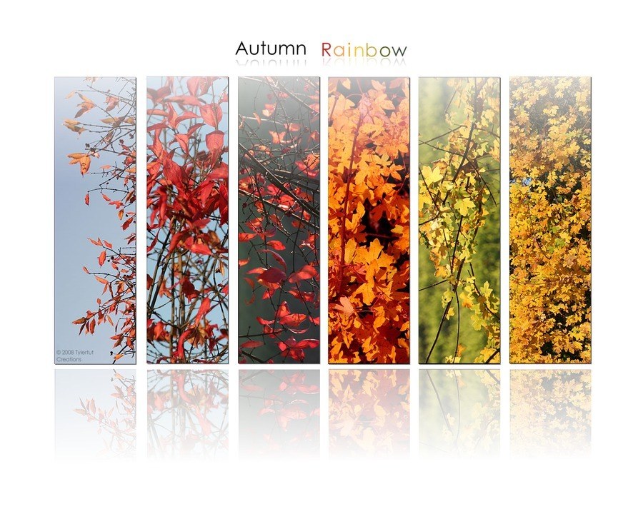 Autumn leaf color spectrum