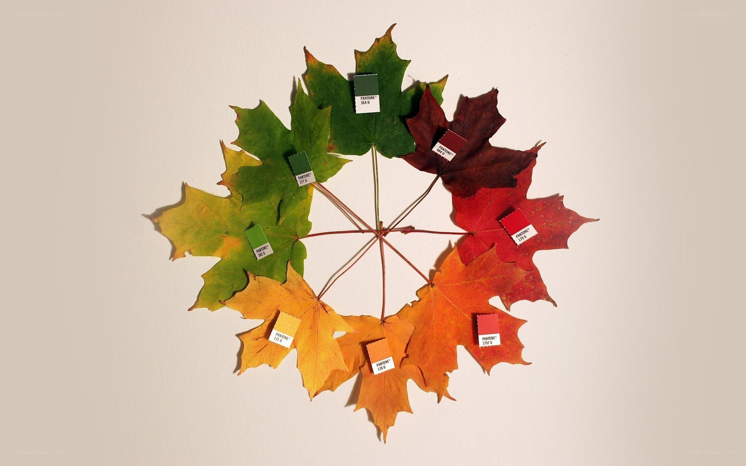 Autumn leaf color wheel