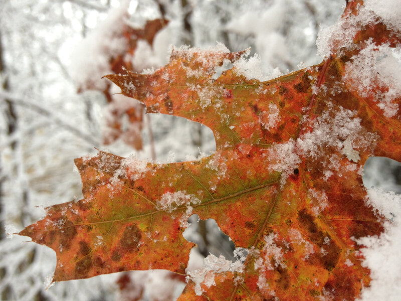 Autumn Leaf Covered in Snow