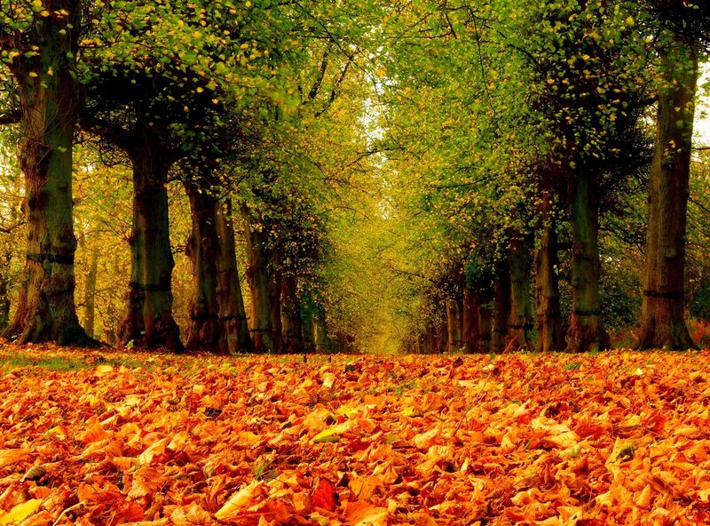 Autumn Leaf-covered Path — Orange, Serene
