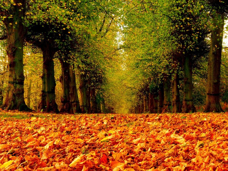 Autumn Leaf-covered Path — Orange