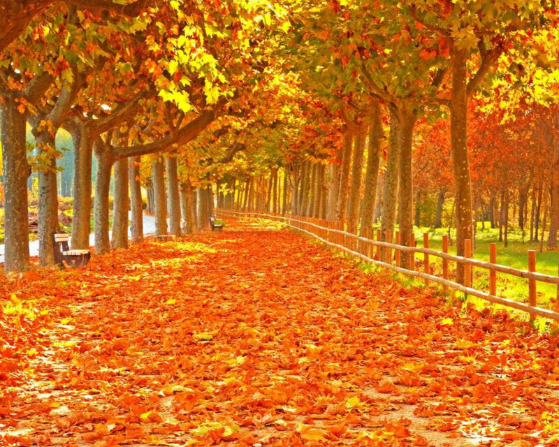 Autumn Leaf-covered Path