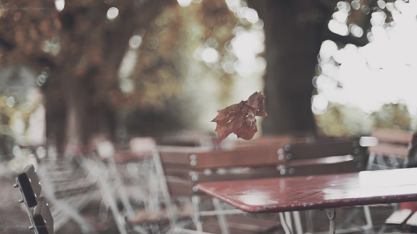 Autumn leaf falling on a table