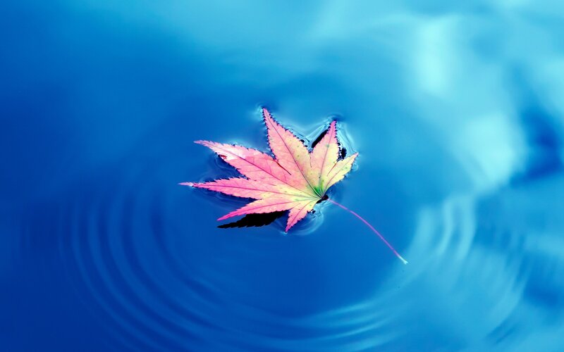 Autumn Leaf Floating — Blue, Serene, Photograph