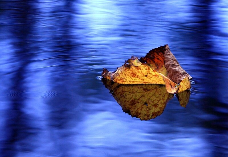 Autumn Leaf Floating — Blue, Serene