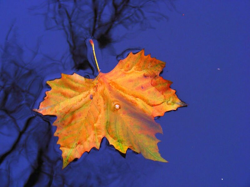 Autumn Leaf Floating — Blue