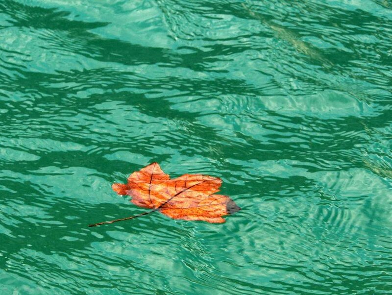 Autumn Leaf Floating — Green