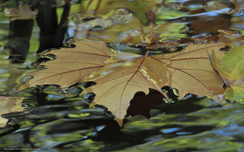 Autumn Leaf Floating in Water