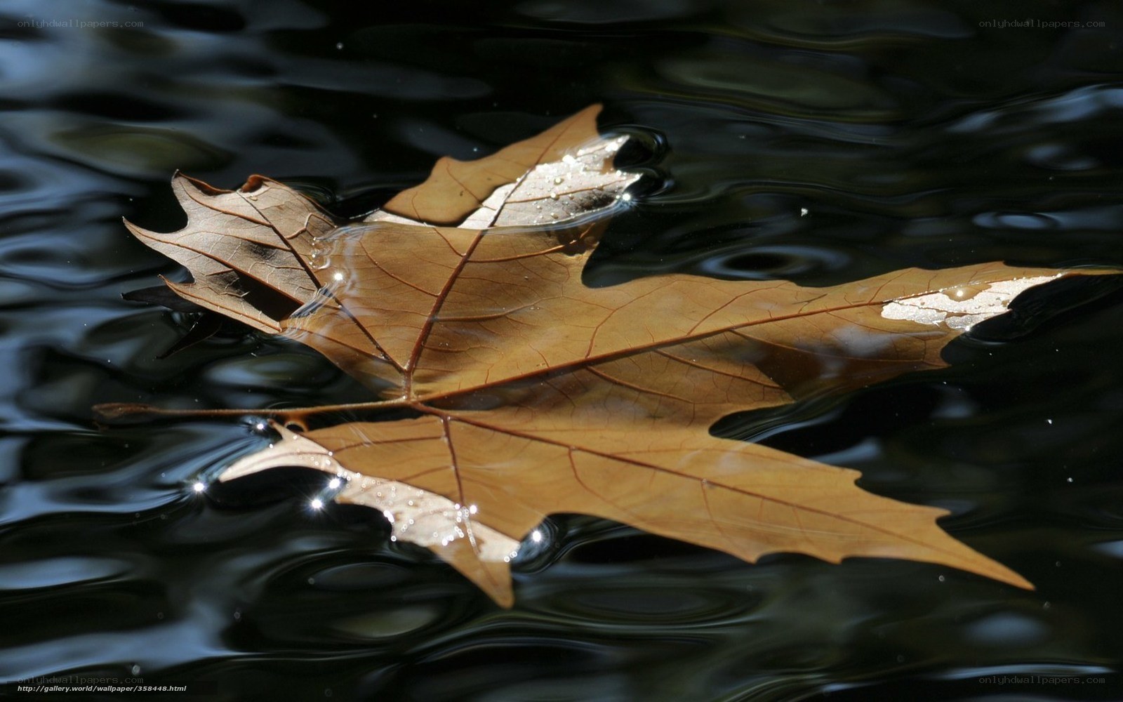 Autumn leaf floating on water