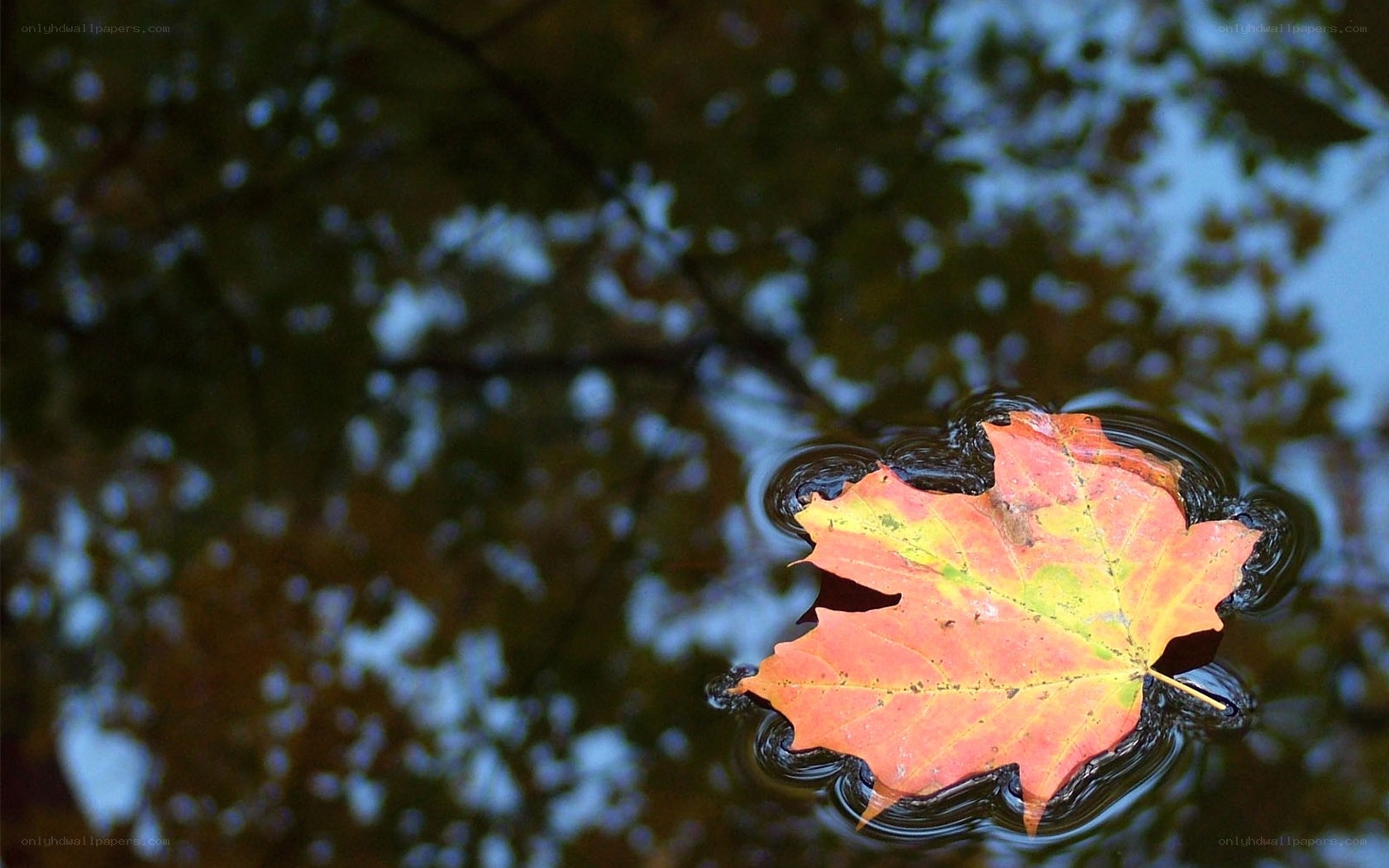 Autumn leaf floating on water