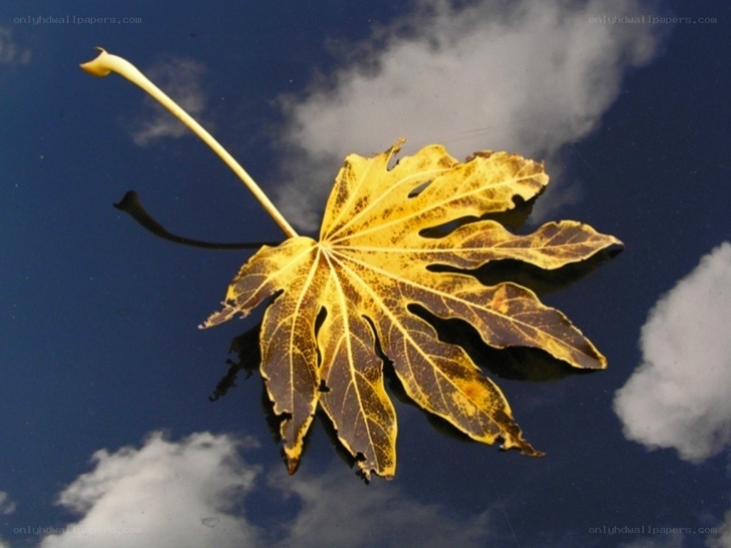 Autumn leaf floating on water