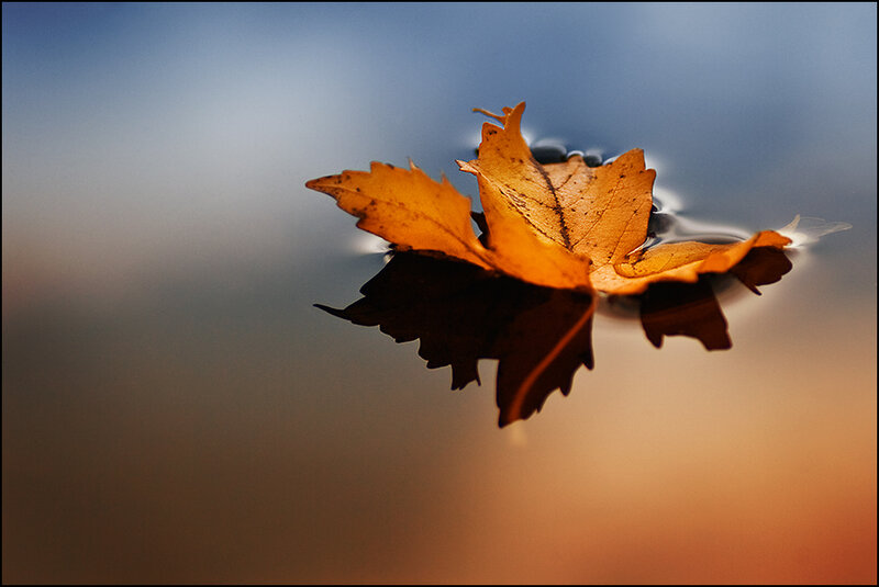 Autumn leaf floating on water