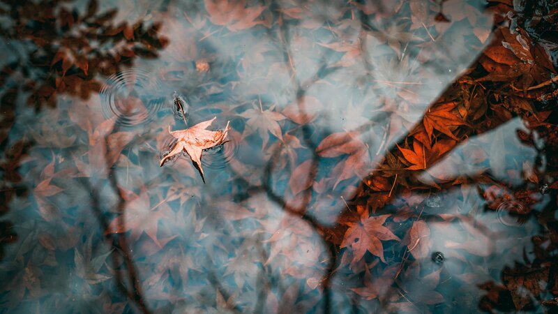 Autumn Leaf Floating on Water — Brown