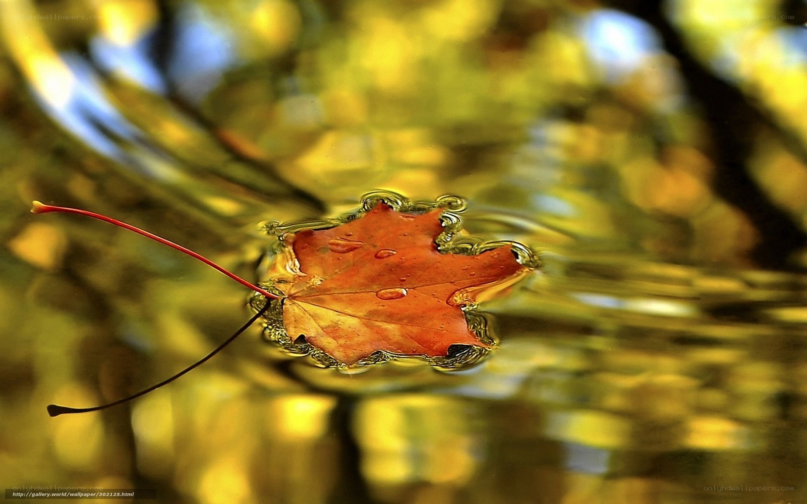 Autumn leaf floating on water