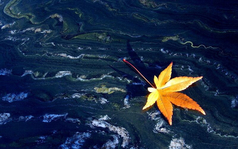 Autumn Leaf Floating — Orange, Serene, Photograph