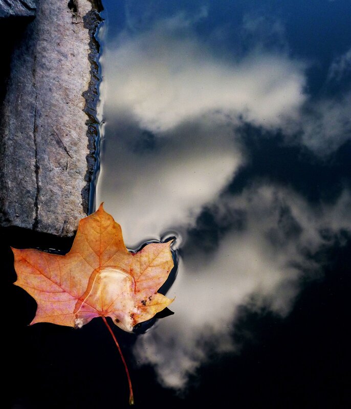 Autumn Leaf Floating — Orange, Serene, Photograph, Water, Stone