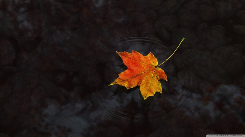 Autumn Leaf Floating — Orange, Serene, Photograph, Water
