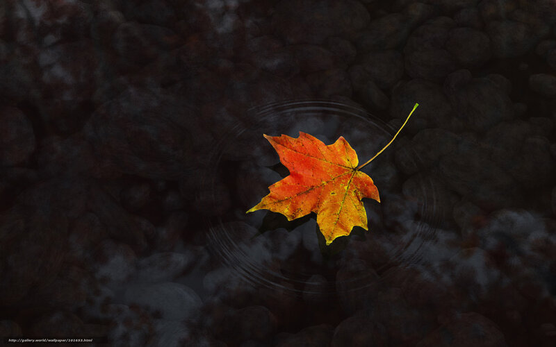 Autumn Leaf Floating — Orange, Serene