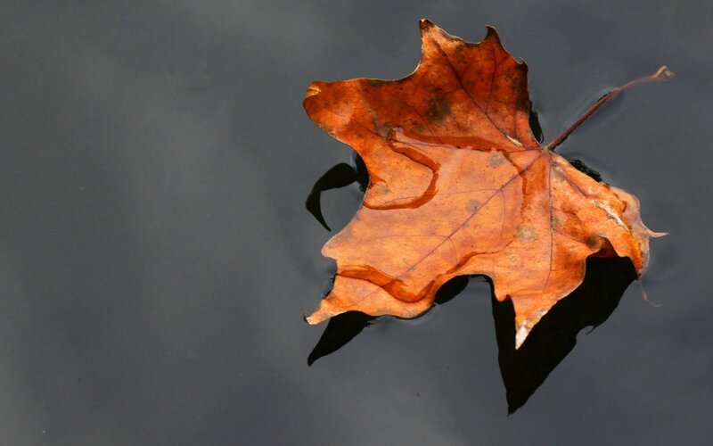 Autumn Leaf Floating — Orange