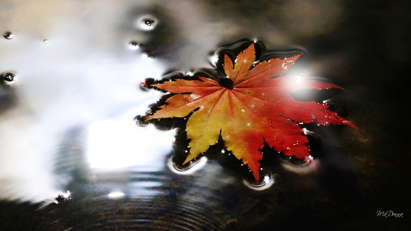 Autumn Leaf Floating — Red