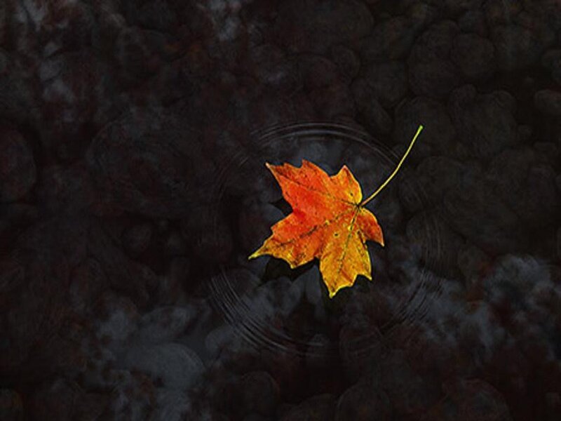 Autumn Leaf Floating