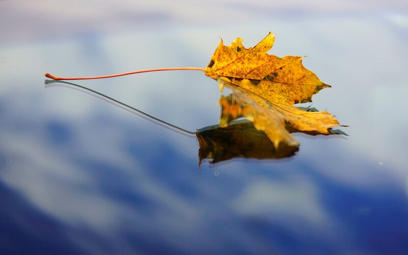 Autumn Leaf Floating — Yellow