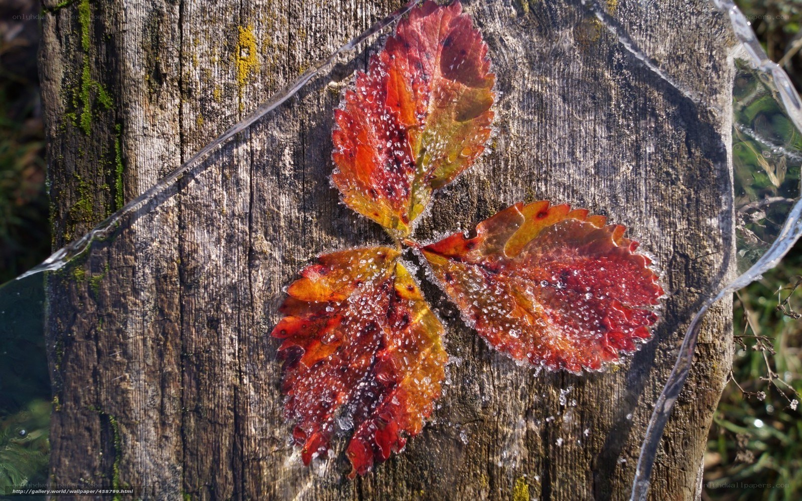 Autumn leaf frozen in ice